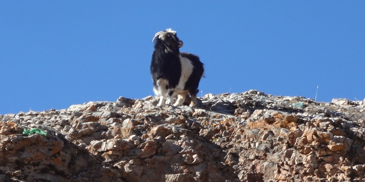 mountai goat of tibet
