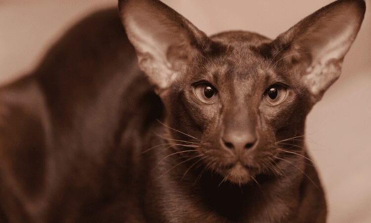 oriental shorthair cats