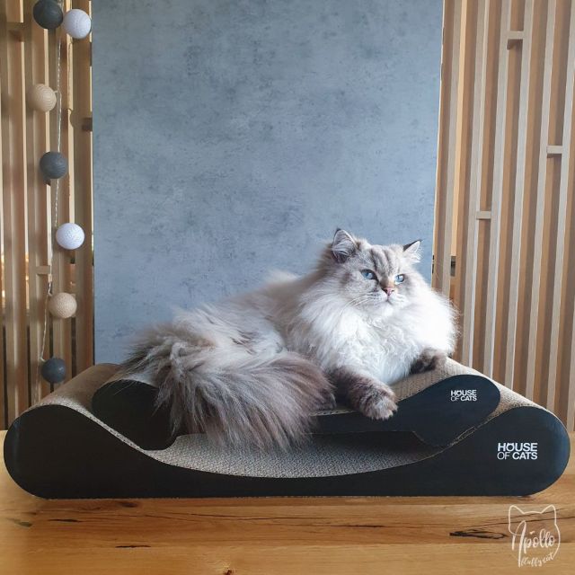 Drapaki dla kota z House of Cats - recenzja opinia Comfy Black Sofa Black - Apollo Fluffy Cat - blog o kotach i ekologii