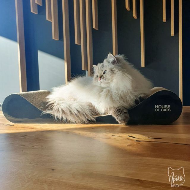 Drapaki dla kota z House of Cats - recenzja opinia Comfy Black Sofa Black - Apollo Fluffy Cat - blog o kotach i ekologii