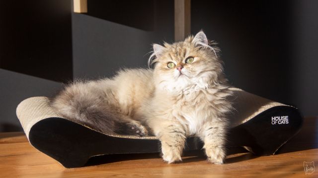 Drapaki dla kota z House of Cats - recenzja opinia Comfy Black Sofa Black - Apollo Fluffy Cat - blog o kotach i ekologii