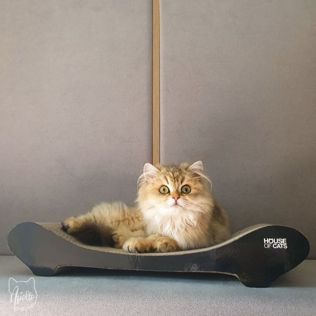 Drapaki dla kota z House of Cats - recenzja opinia Comfy Black Sofa Black - Apollo Fluffy Cat - blog o kotach i ekologii