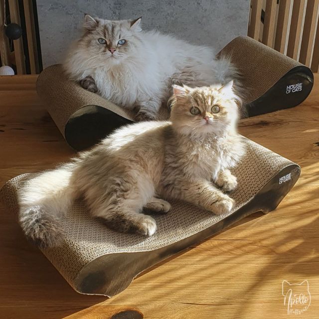 Drapaki dla kota z House of Cats - recenzja opinia Comfy Black Sofa Black - Apollo Fluffy Cat - blog o kotach i ekologii