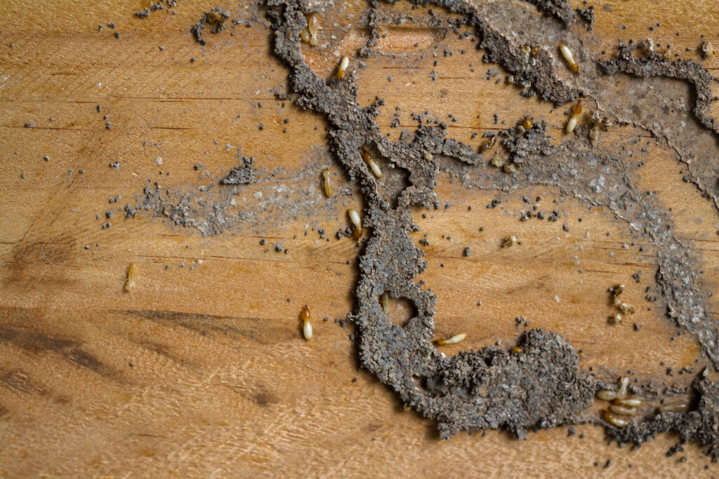 dead termites on the soiled floor