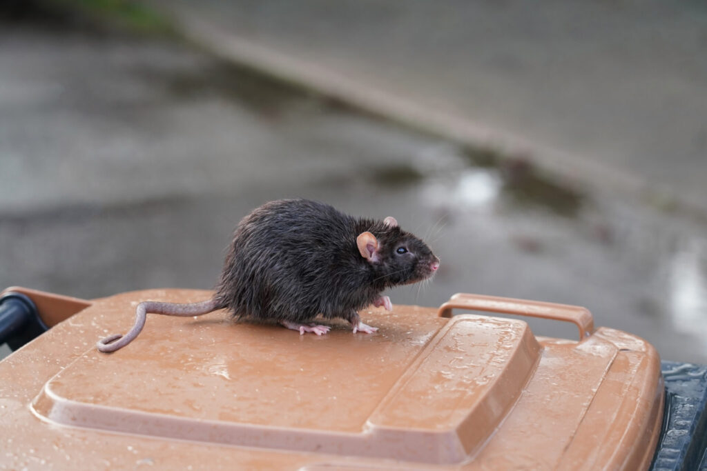 A view of a Norway rat, with a hairless tail, pink ears, and dark gray fur, sitting on top of a tan garbage can lid 