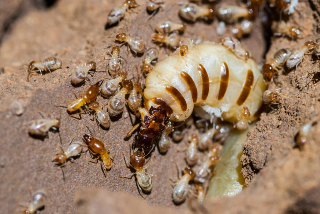 a termite colony alongside its queen