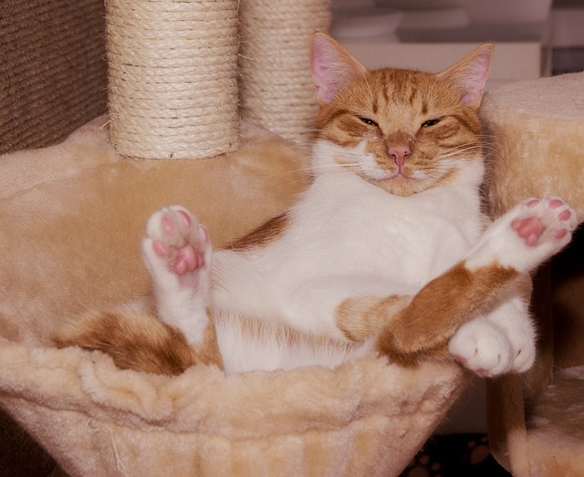 silly cat silly cat