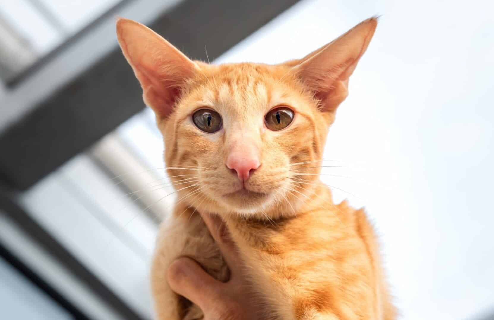 oriental shorthair cat