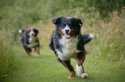 Leash-training a new dog - Two dogs running in a grassy field outdoors in the morning.