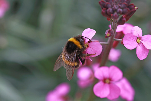 busy bee