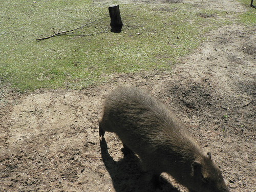 alabama gulf coast zoo