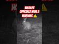 If You See This Rabbit, Wildlife Officials Have a Warning