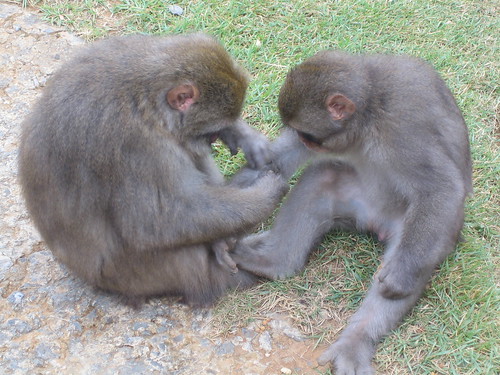 magic monkey