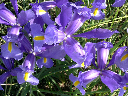 flower iris