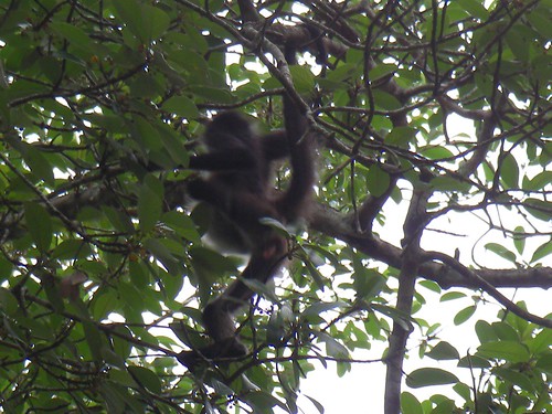monkey in tree