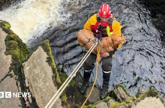 Dog rescued from cliff at Pecca Falls in Ingleton