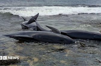 Two whales dead in Northumberland after mass stranding