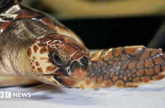 Betty the ‘cold-stunned’ turtle set for Azores release