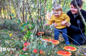 Why families are being urged to look closer on autumn walks