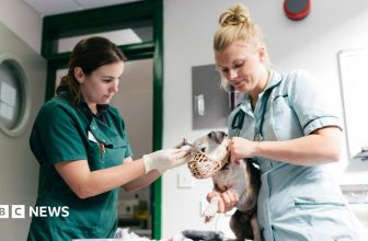Vet prescription fees to be capped under rule changes