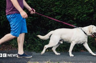 Ministers reject dog ownership licence scheme