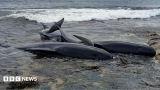 Two whales dead in Northumberland after mass stranding