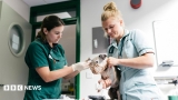 Vet prescription fees to be capped under rule changes